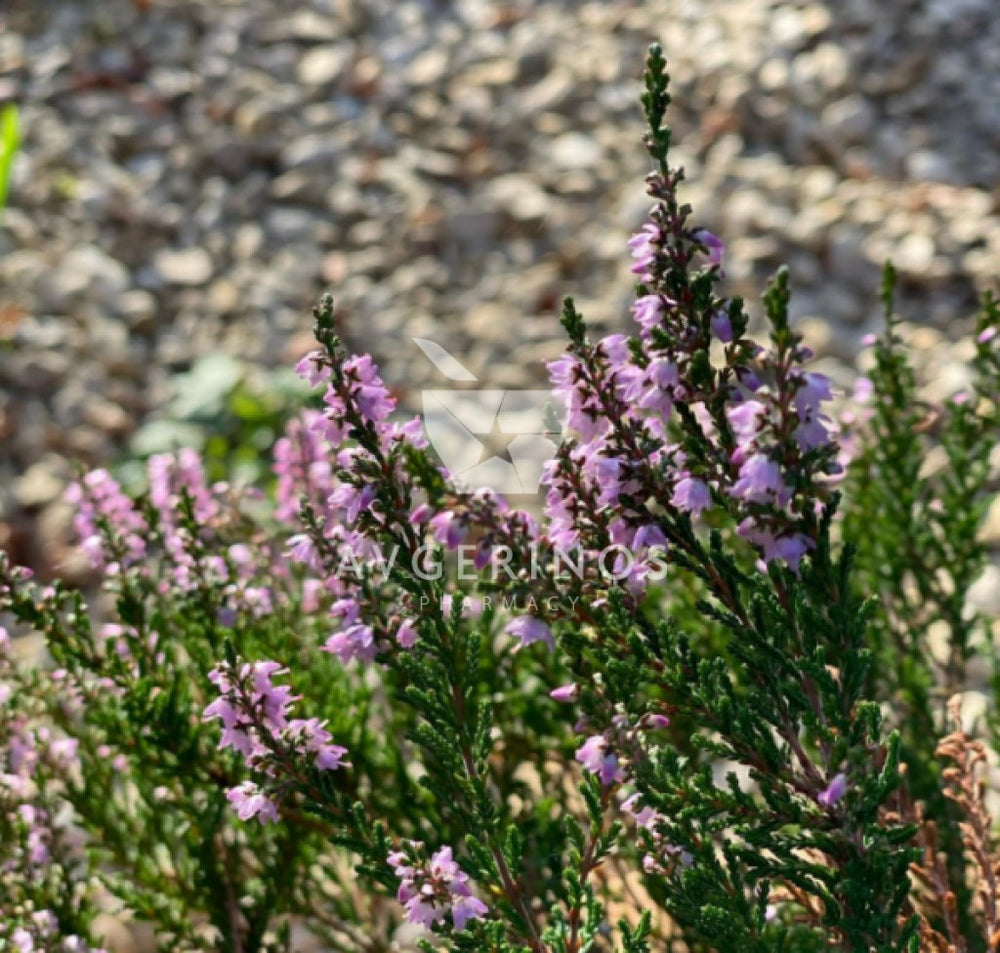 Λουλούδια από φυτό Heather που χρησιμοποιείται στην δημιουργία Ανθοϊαμάτων & Γεμμοθεραπείας Bach Flower Remedies