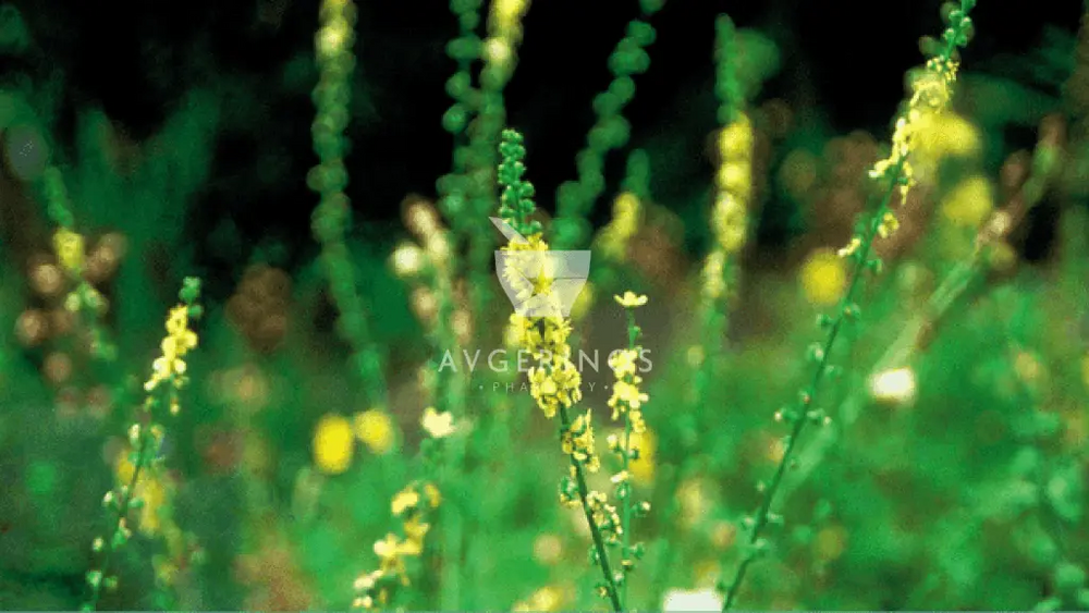 Φύλλα από φυτό Agrimony που χρησιμοποιείται στην δημιουργία Ανθοϊαμάτων & Γεμμοθεραπείας Bach Flower Remedies