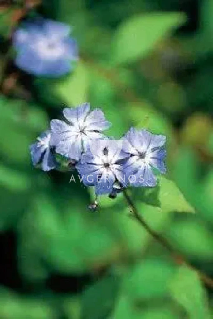 Λουλούδι από φυτό Cerato που χρησιμοποιείται στην δημιουργία Ανθοϊαμάτων & Γεμμοθεραπείας Bach Flower Remedies