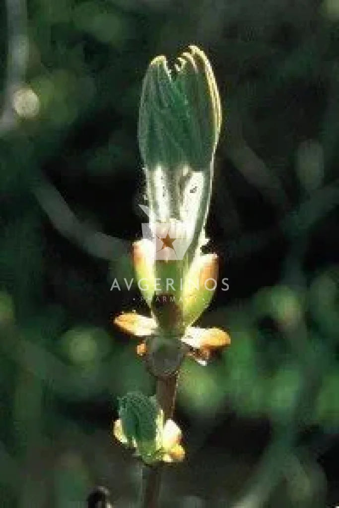 Καρποί & Φύλλα από φυτό Chestnut Bud που χρησιμοποιείται στην δημιουργία Ανθοϊαμάτων & Γεμμοθεραπείας Bach Flower Remedies
