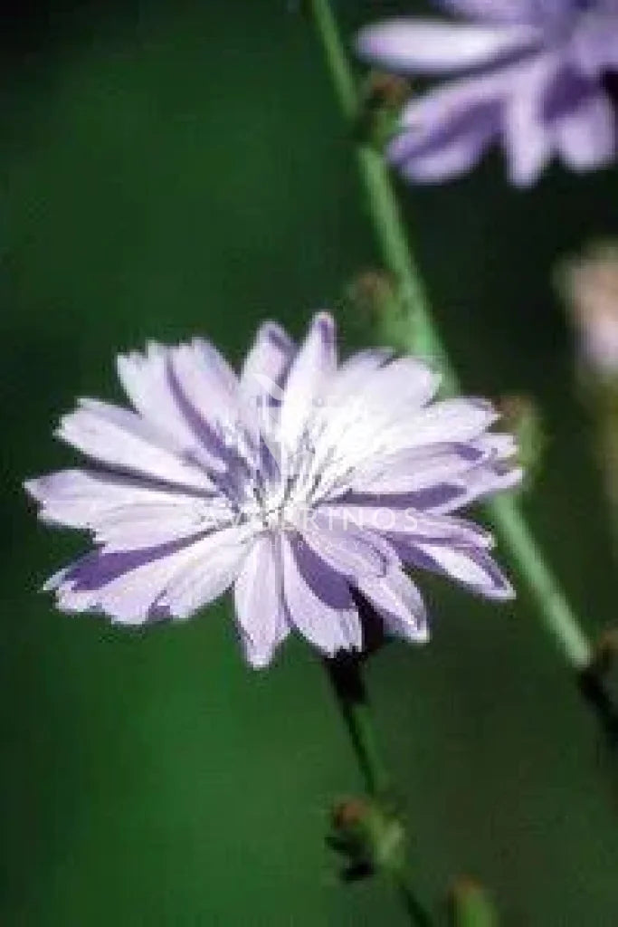 Λουλούδι από φυτό Chicory που χρησιμοποιείται στην δημιουργία Ανθοϊαμάτων & Γεμμοθεραπείας Bach Flower Remedies