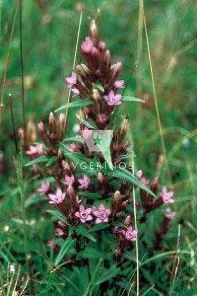 Λουλούδι από φυτό Gentian που χρησιμοποιείται στην δημιουργία Ανθοϊαμάτων & Γεμμοθεραπείας Bach Flower Remedies