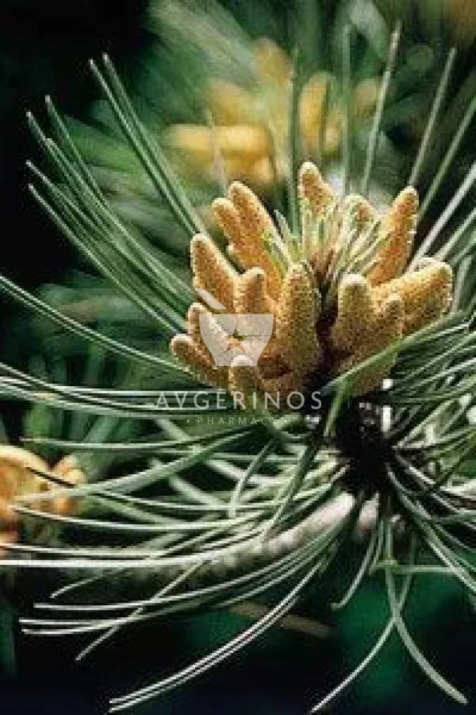 Φύλλα από φυτό Pine που χρησιμοποιείται στην δημιουργία Ανθοϊαμάτων & Γεμμοθεραπείας Bach Flower Remedies