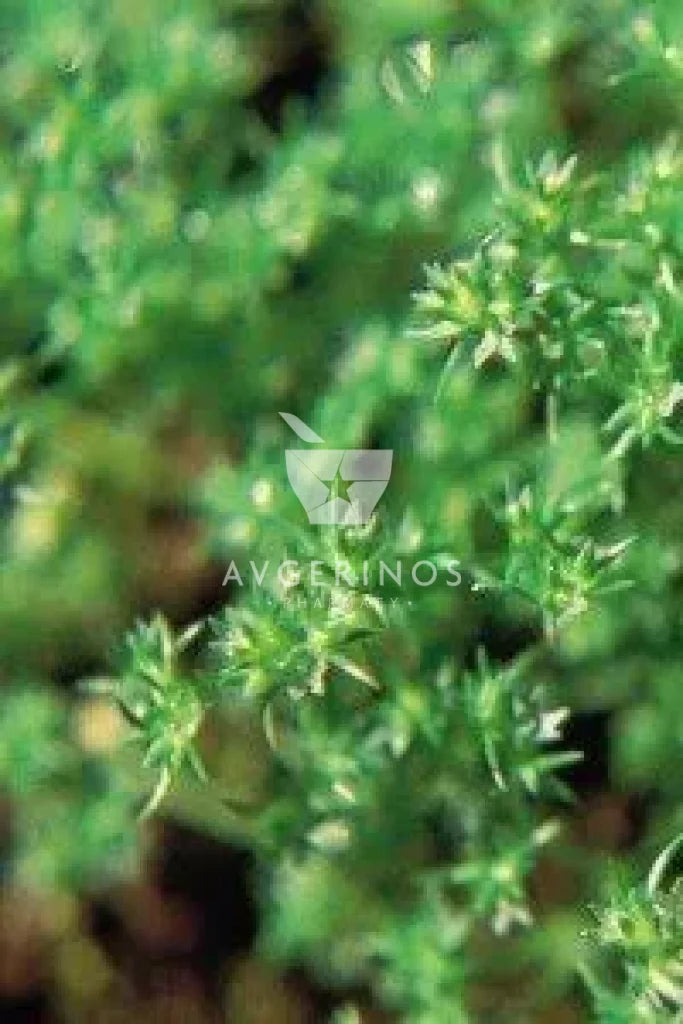 Φύλλα από φυτό Scleranthus που χρησιμοποιείται στην δημιουργία Ανθοϊαμάτων & Γεμμοθεραπείας Bach Flower Remedies