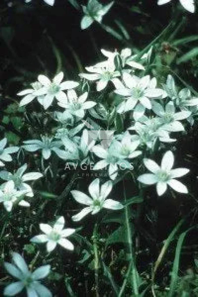 Λουλούδια από φυτό Star of Bethlehem που χρησιμοποιείται στην δημιουργία Ανθοϊαμάτων & Γεμμοθεραπείας Bach Flower Remedies
