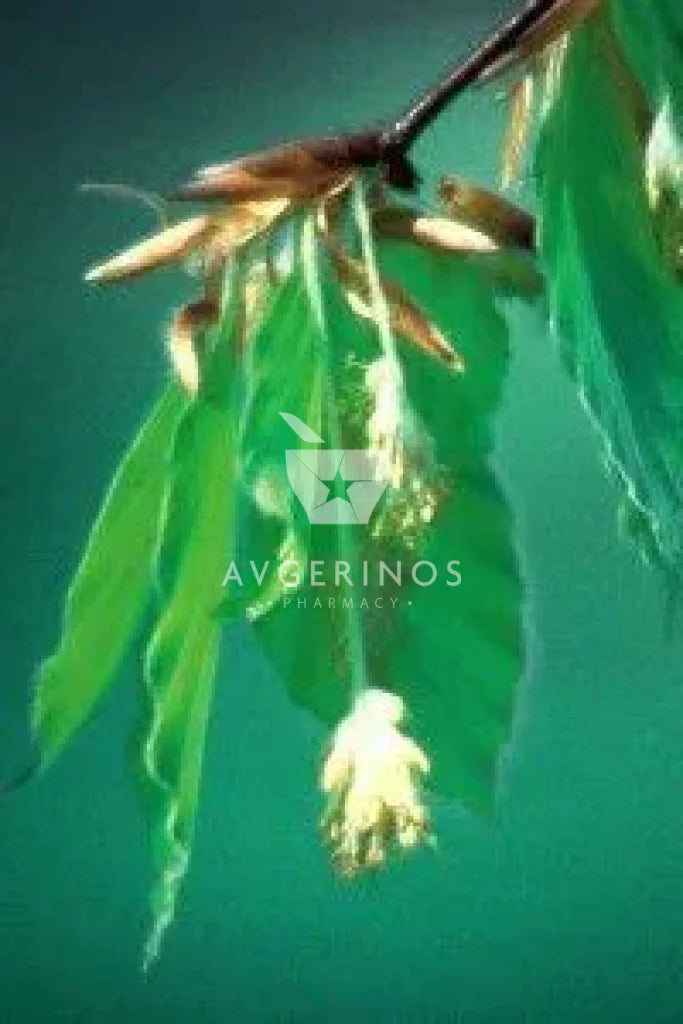 Φύλλα από φυτό Beech που χρησιμοποιείται στην δημιουργία Ανθοϊαμάτων & Γεμμοθεραπείας Bach Flower Remedies