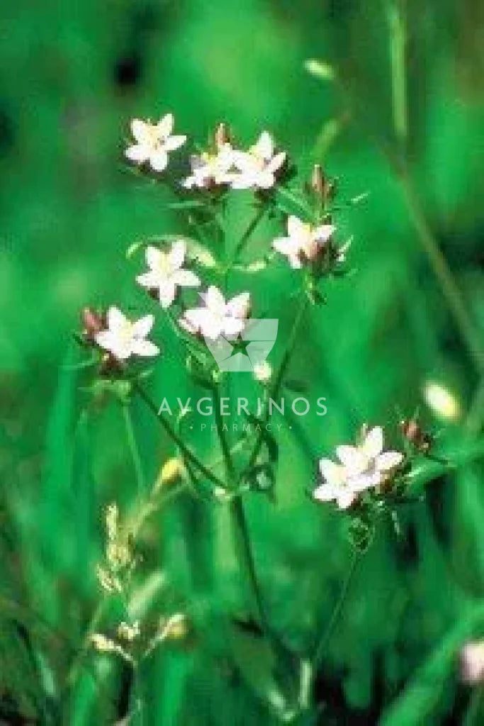 Λουλούδια από φυτό Centaury που χρησιμοποιείται στην δημιουργία Ανθοϊαμάτων & Γεμμοθεραπείας Bach Flower Remedies