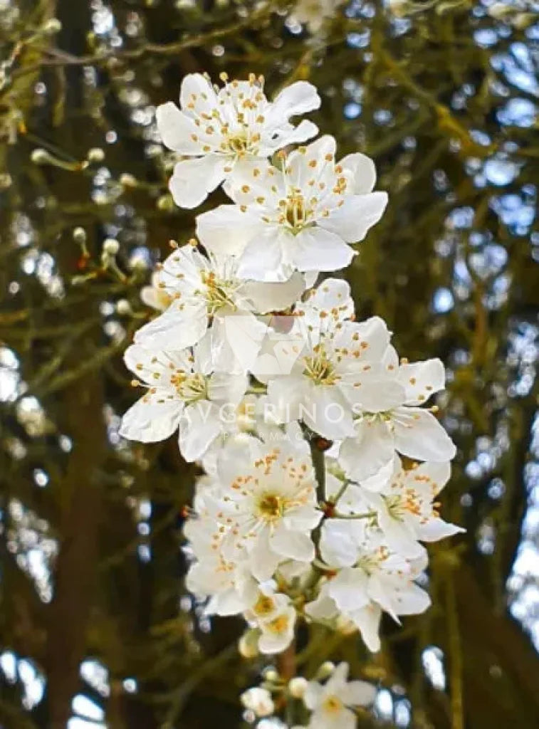 Λουλούδια από φυτό Cherry Plum που χρησιμοποιείται στην δημιουργία Ανθοϊαμάτων & Γεμμοθεραπείας Bach Flower Remedies