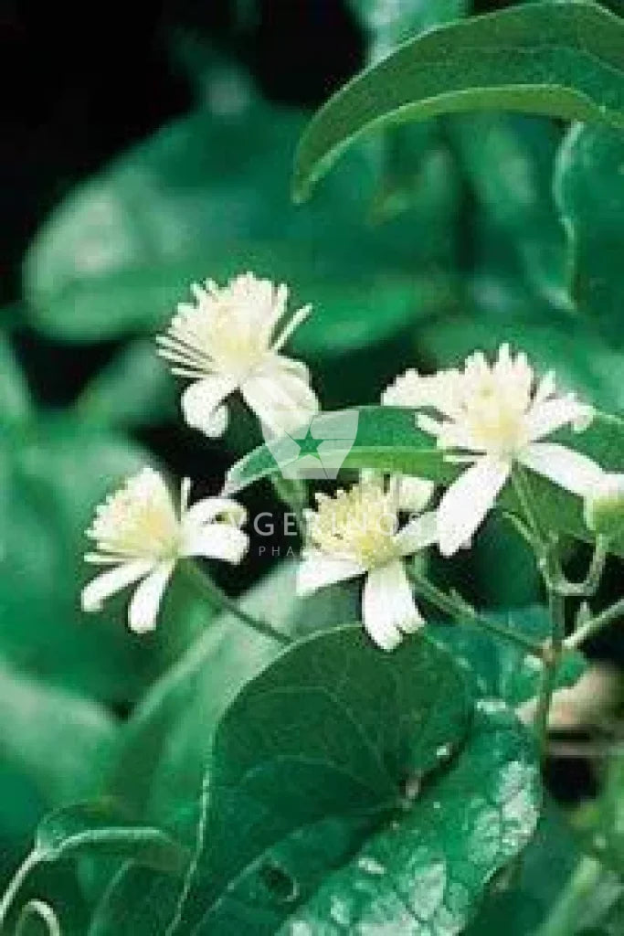 Φύλλα από φυτό Clematis που χρησιμοποιείται στην δημιουργία Ανθοϊαμάτων & Γεμμοθεραπείας Bach Flower Remedies