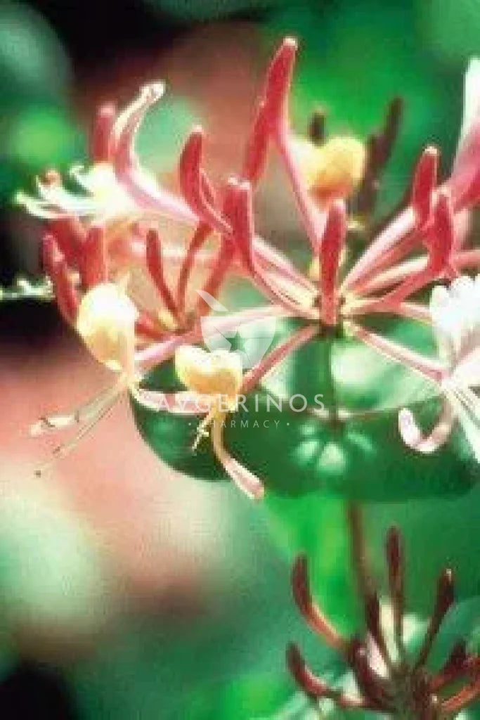 Λουλούδι από φυτό Honeysuckle που χρησιμοποιείται στην δημιουργία Ανθοϊαμάτων & Γεμμοθεραπείας Bach Flower Remedies