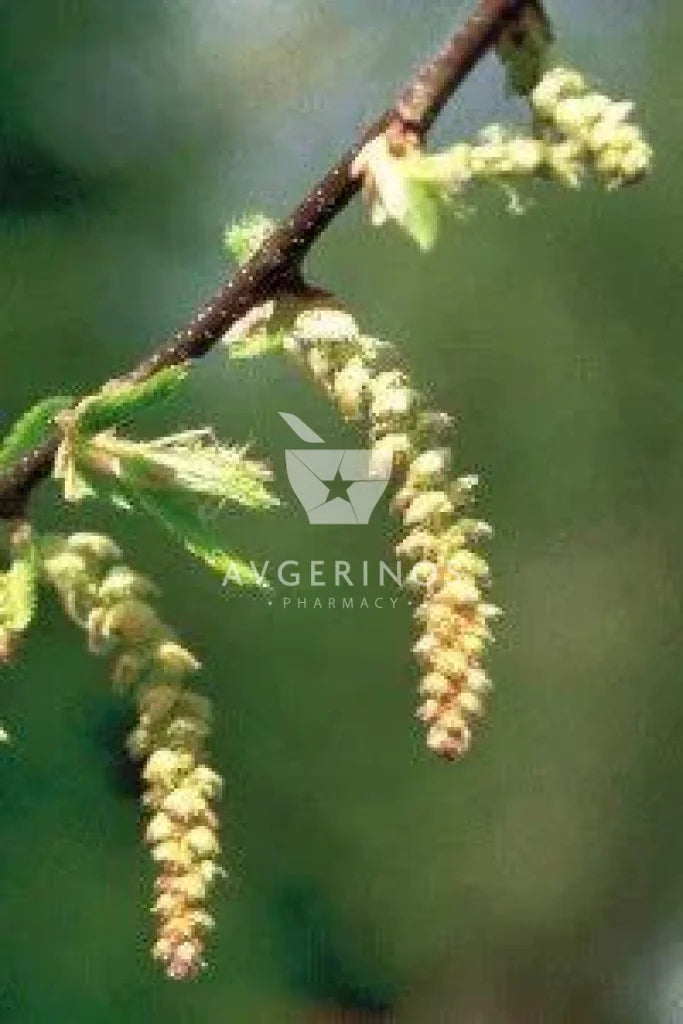 Φύλλα από φυτό Hornbeam που χρησιμοποιείται στην δημιουργία Ανθοϊαμάτων & Γεμμοθεραπείας Bach Flower Remedies