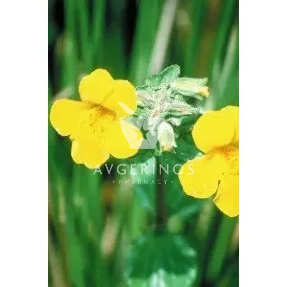 Λουλούδι από φυτό Mimulus που χρησιμοποιείται στην δημιουργία Ανθοϊαμάτων & Γεμμοθεραπείας Bach Flower Remedies