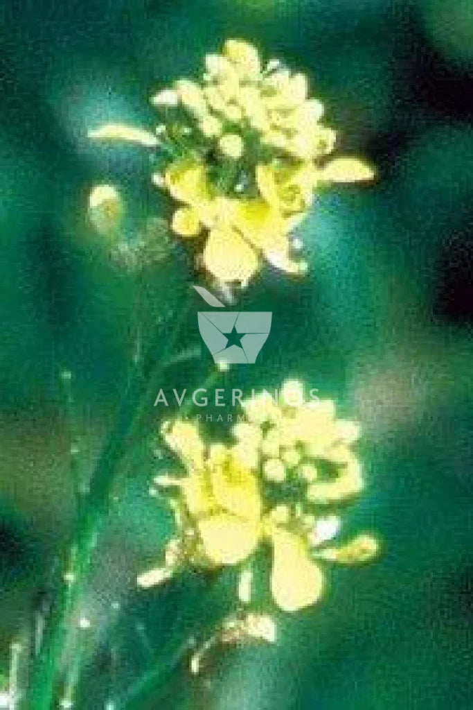 Λουλουδι από φυτό Mustard που χρησιμοποιείται στην δημιουργία Ανθοϊαμάτων & Γεμμοθεραπείας Bach Flower Remedies