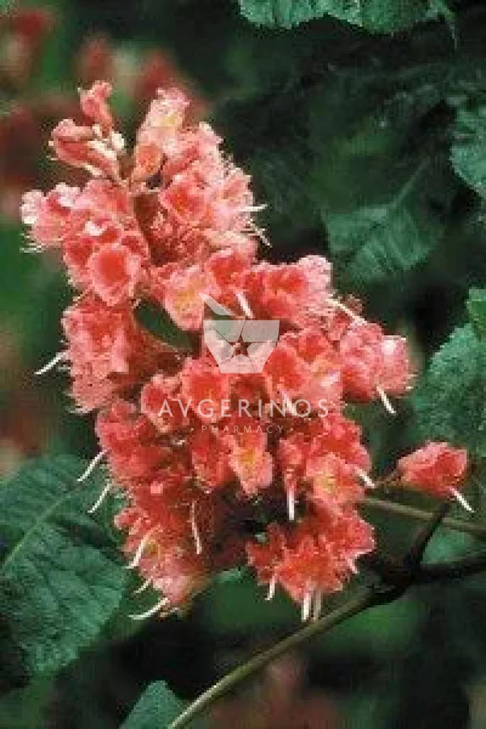 Λουλούδι από φυτό Red Chestnut που χρησιμοποιείται στην δημιουργία Ανθοϊαμάτων & Γεμμοθεραπείας Bach Flower Remedies