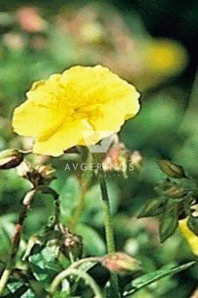 Λουλούδι από φυτό Rock Rose που χρησιμοποιείται στην δημιουργία Ανθοϊαμάτων & Γεμμοθεραπείας Bach Flower Remedies