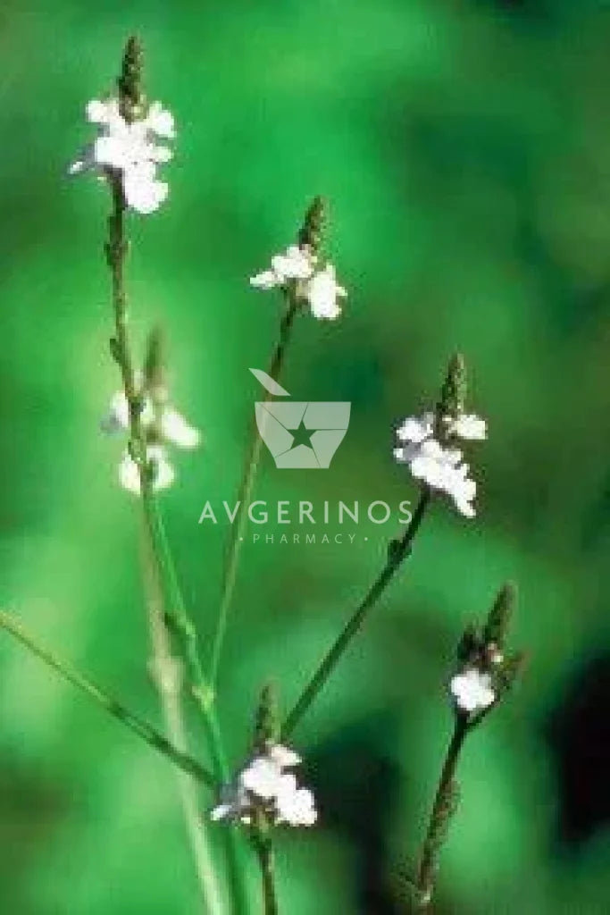 Φύλλα από φυτό Vervain που χρησιμοποιείται στην δημιουργία Ανθοϊαμάτων & Γεμμοθεραπείας Bach Flower Remedies