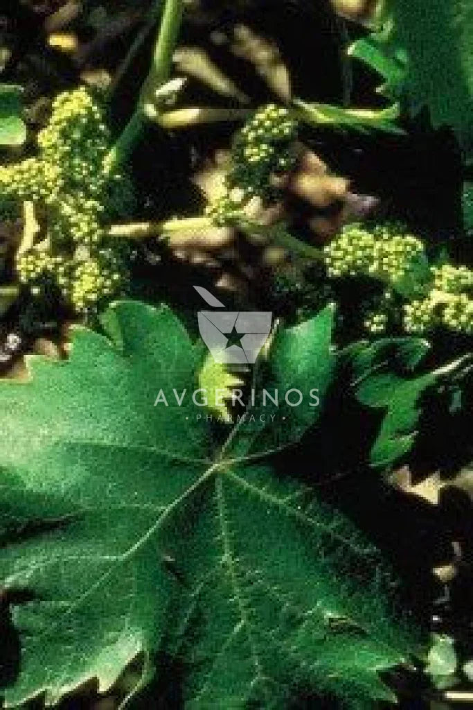 Φύλλα από φυτό Vine που χρησιμοποιείται στην δημιουργία Ανθοϊαμάτων & Γεμμοθεραπείας Bach Flower Remedies