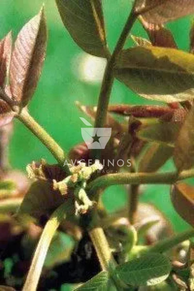 Καρποί και φύλλα από φυτό Walnut που χρησιμοποιείται στην δημιουργία Ανθοϊαμάτων & Γεμμοθεραπείας Bach Flower Remedies