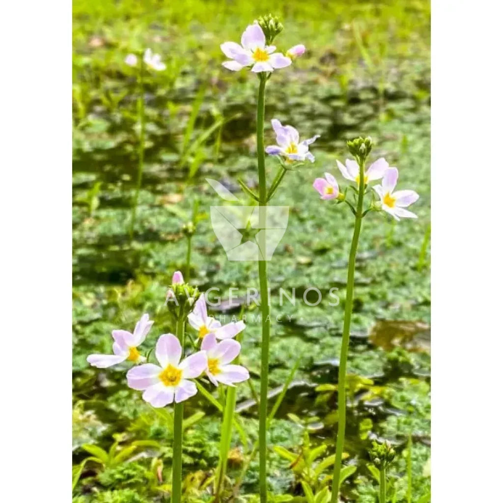 Λουλούδια από φυτό Water Violet που χρησιμοποιείται στην δημιουργία Ανθοϊαμάτων & Γεμμοθεραπείας Bach Flower Remedies