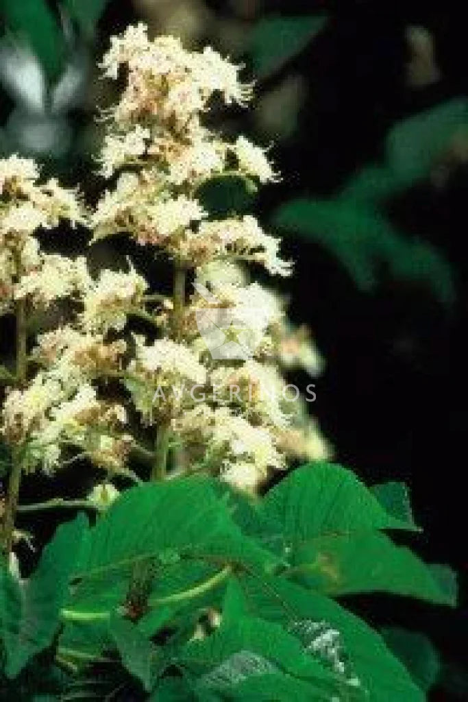 Λουλούδι από φυτό White Chestnut που χρησιμοποιείται στην δημιουργία Ανθοϊαμάτων & Γεμμοθεραπείας Bach Flower Remedies