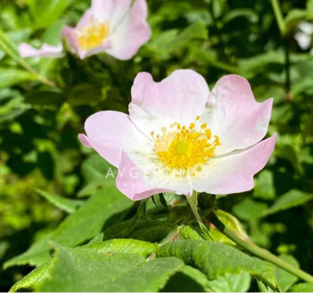 Λουλούδι από φυτό Wild Rose που χρησιμοποιείται στην δημιουργία Ανθοϊαμάτων & Γεμμοθεραπείας Bach Flower Remedies