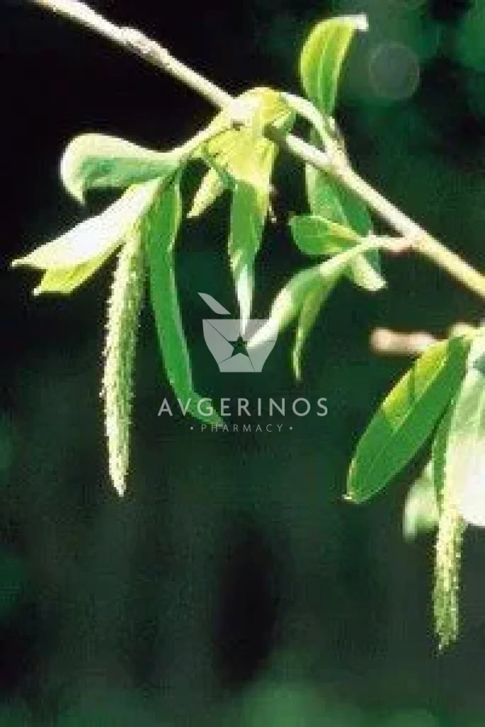 Φύλλα από φυτό Willow που χρησιμοποιείται στην δημιουργία Ανθοϊαμάτων & Γεμμοθεραπείας Bach Flower Remedies